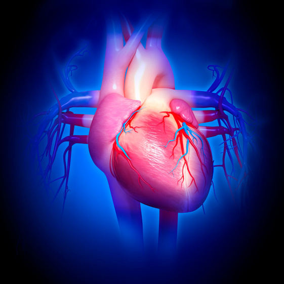 "Human heart